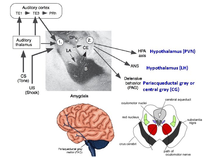 Hypothalamus (PVN) Hypothalamus (LH) Periacqueductal gray or central gray (CG) 