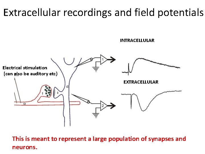 Extracellular recordings and field potentials INTRACELLULAR Electrical stimulation (can also be auditory etc) EXTRACELLULAR