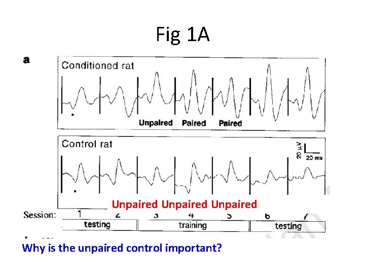 Fig 1 A Unpaired Why is the unpaired control important? 