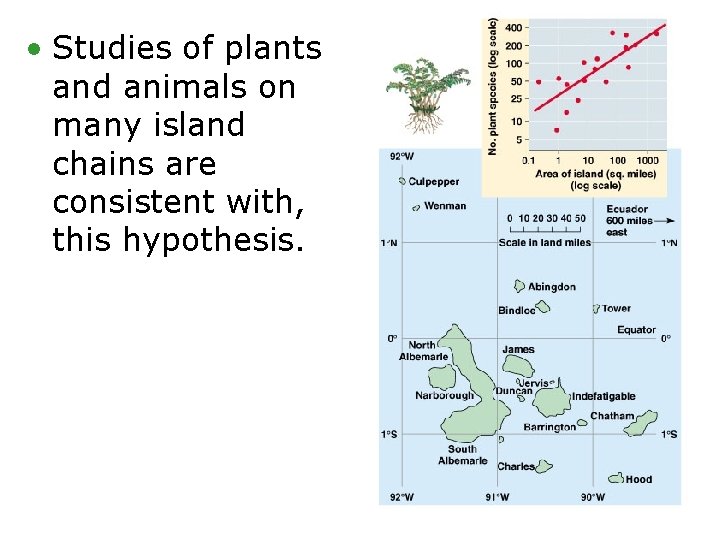  • Studies of plants and animals on many island chains are consistent with,