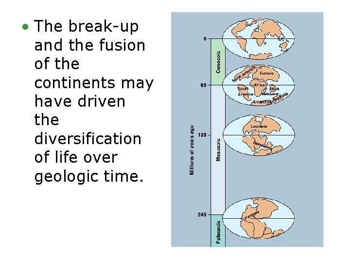  • The break-up and the fusion of the continents may have driven the