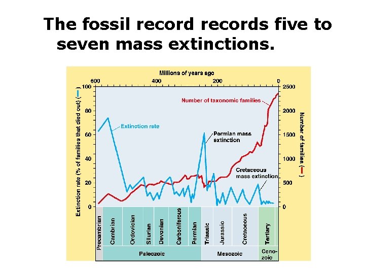 The fossil records five to seven mass extinctions. 