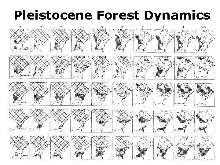 Pleistocene Forest Dynamics 