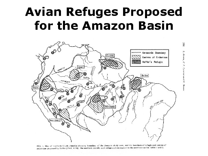 Avian Refuges Proposed for the Amazon Basin 