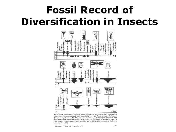 Fossil Record of Diversification in Insects 