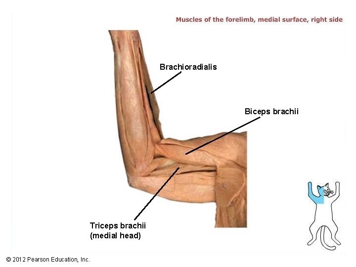 Brachioradialis Biceps brachii Triceps brachii (medial head) © 2012 Pearson Education, Inc. 