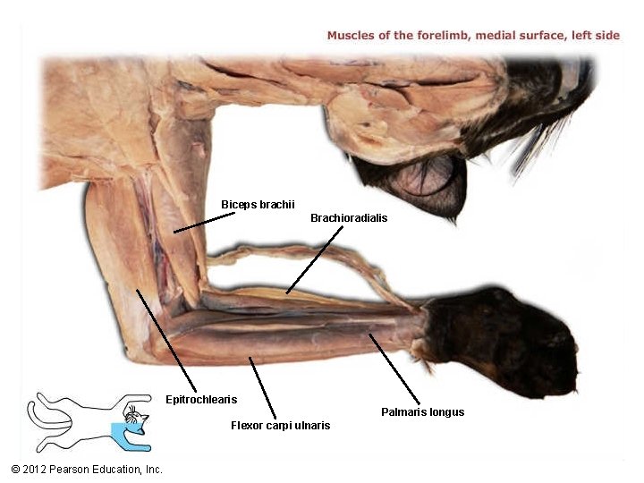 Biceps brachii Brachioradialis Epitrochlearis Palmaris longus Flexor carpi ulnaris © 2012 Pearson Education, Inc.