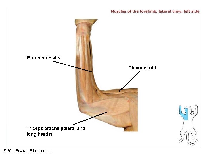 Brachioradialis Clavodeltoid Triceps brachii (lateral and long heads) © 2012 Pearson Education, Inc. 