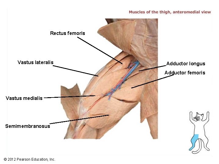 Rectus femoris Vastus lateralis Adductor longus Adductor femoris Vastus medialis Semimembranosus © 2012 Pearson