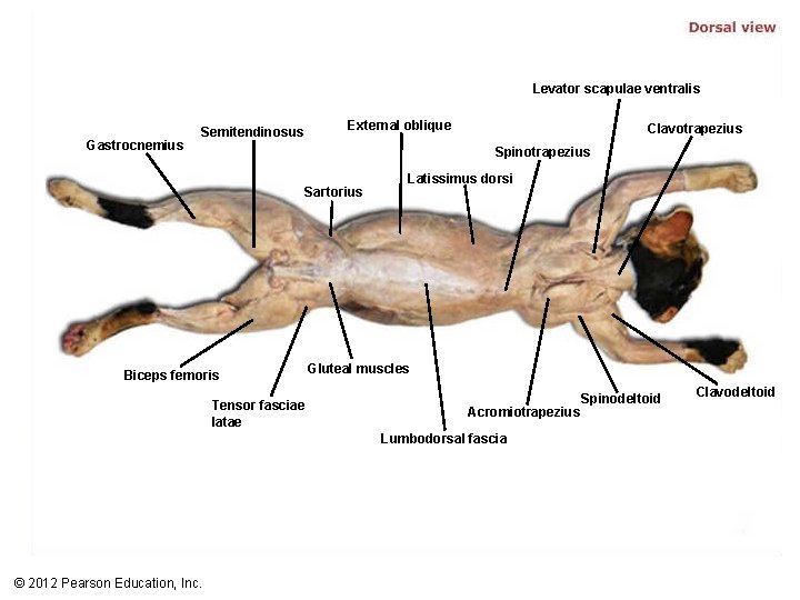 Levator scapulae ventralis Gastrocnemius External oblique Semitendinosus Clavotrapezius Spinotrapezius Sartorius Biceps femoris Tensor fasciae