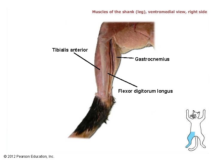 Tibialis anterior Gastrocnemius Flexor digitorum longus © 2012 Pearson Education, Inc. 