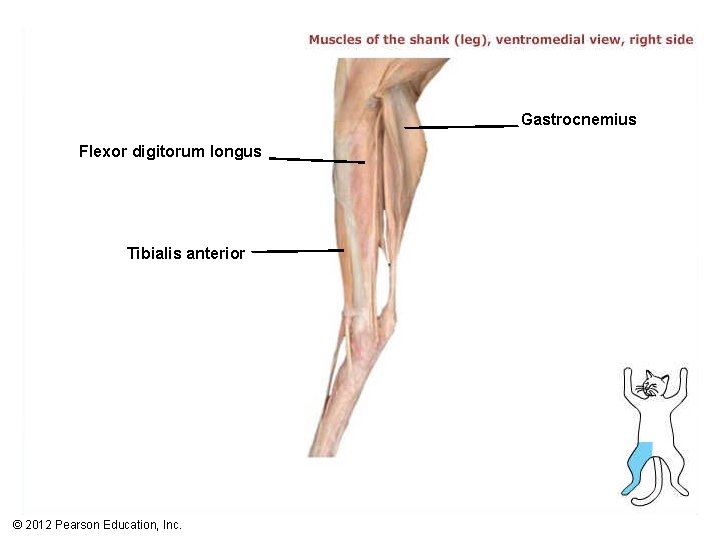 Gastrocnemius Flexor digitorum longus Tibialis anterior © 2012 Pearson Education, Inc. 