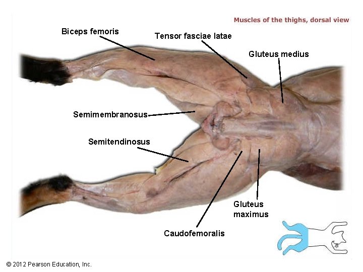 Biceps femoris Tensor fasciae latae Gluteus medius Semimembranosus Semitendinosus Gluteus maximus Caudofemoralis © 2012