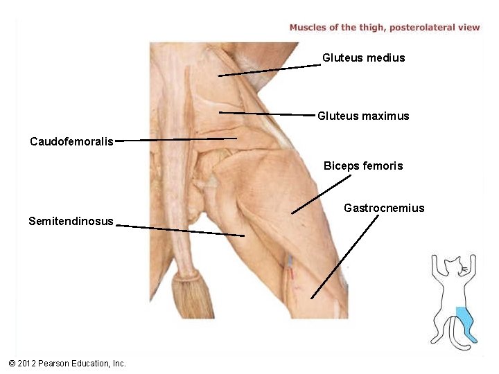 Gluteus medius Gluteus maximus Caudofemoralis Biceps femoris Gastrocnemius Semitendinosus © 2012 Pearson Education, Inc.