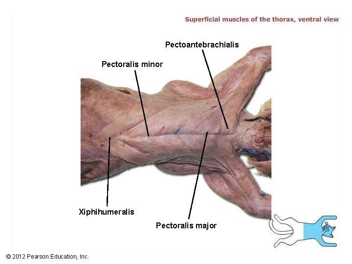 Pectoantebrachialis Pectoralis minor Xiphihumeralis Pectoralis major © 2012 Pearson Education, Inc. 