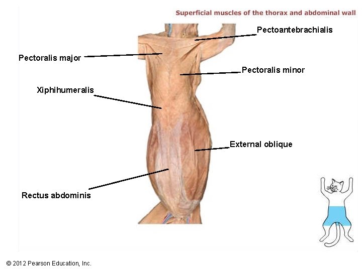 Pectoantebrachialis Pectoralis major Pectoralis minor Xiphihumeralis External oblique Rectus abdominis © 2012 Pearson Education,