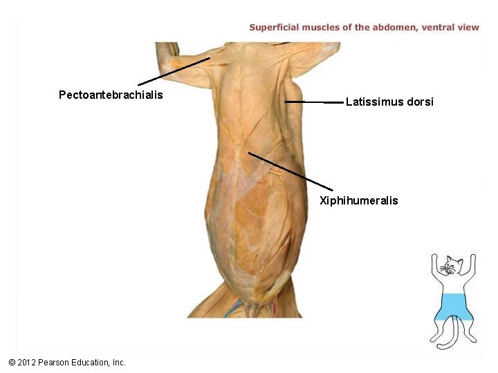 Pectoantebrachialis Latissimus dorsi Xiphihumeralis © 2012 Pearson Education, Inc. 