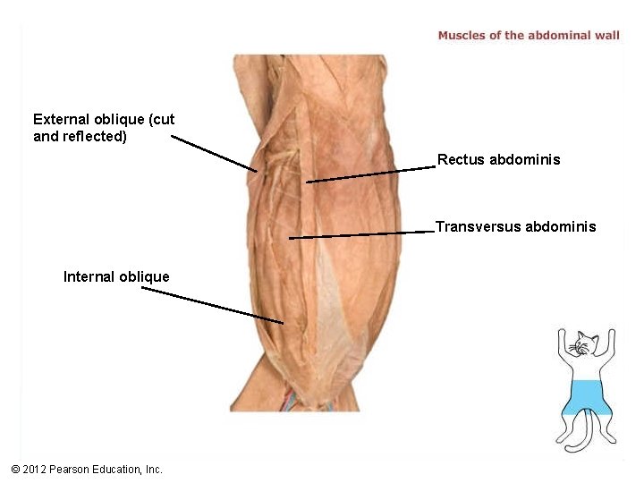 External oblique (cut and reflected) Rectus abdominis Transversus abdominis Internal oblique © 2012 Pearson