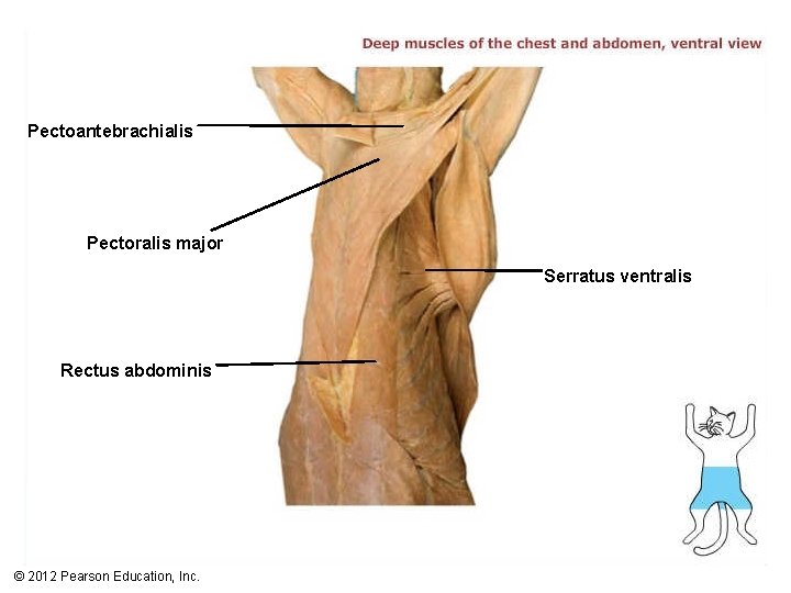 Pectoantebrachialis Pectoralis major Serratus ventralis Rectus abdominis © 2012 Pearson Education, Inc. 