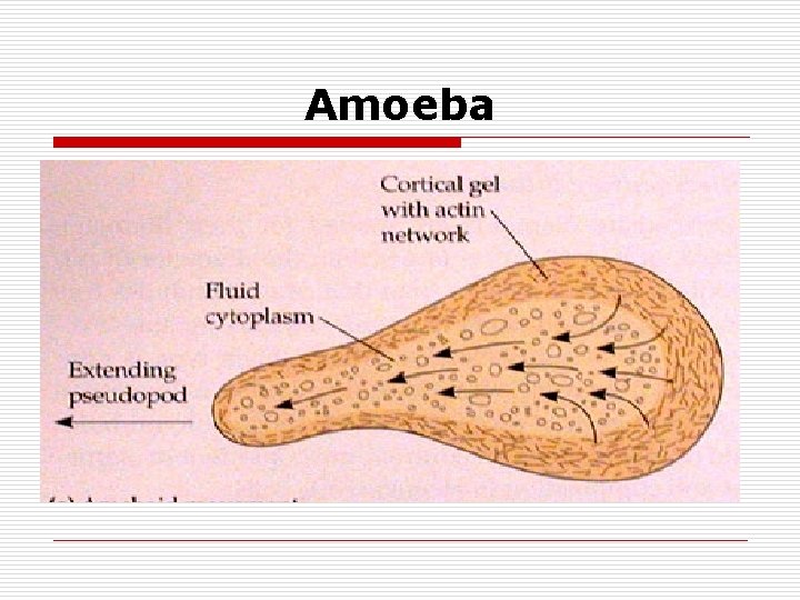 Amoeba 