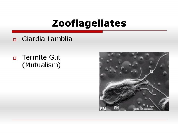 Zooflagellates o o Giardia Lamblia Termite Gut (Mutualism) 