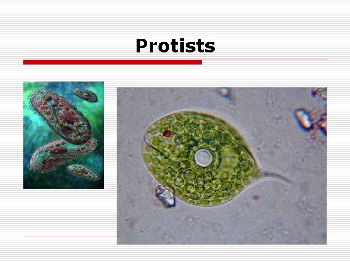Protists 