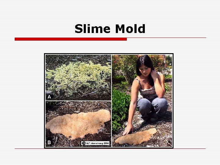 Slime Mold 