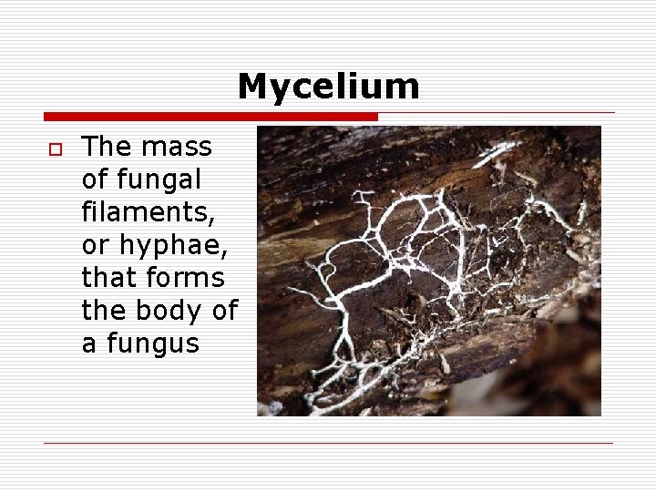 Mycelium o The mass of fungal filaments, or hyphae, that forms the body of