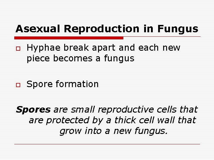 Asexual Reproduction in Fungus o o Hyphae break apart and each new piece becomes