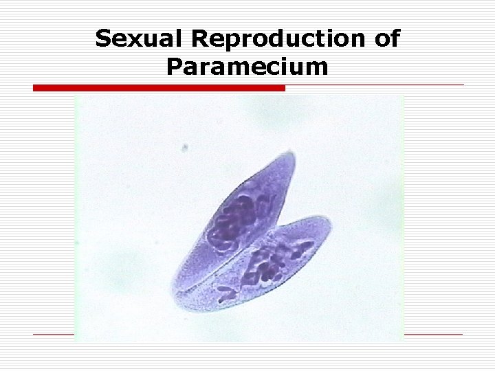 Sexual Reproduction of Paramecium 