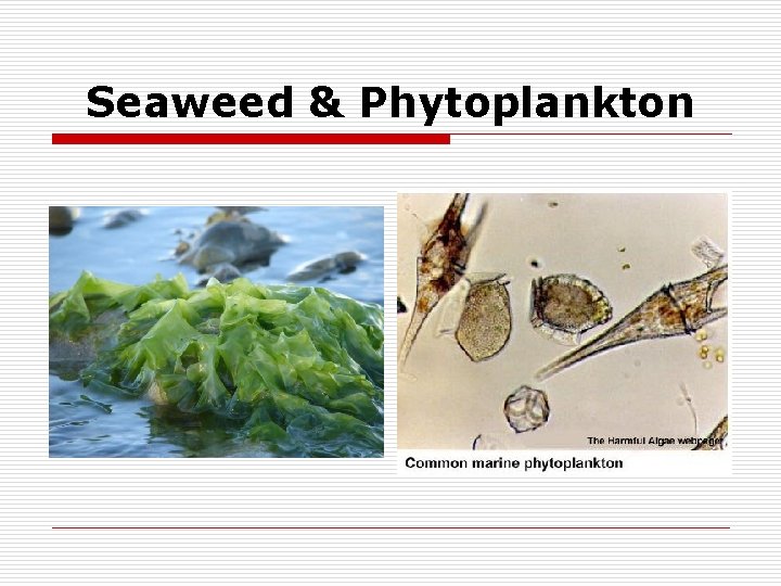 Seaweed & Phytoplankton 