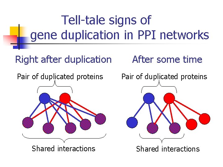 Tell-tale signs of gene duplication in PPI networks Right after duplication Pair of duplicated