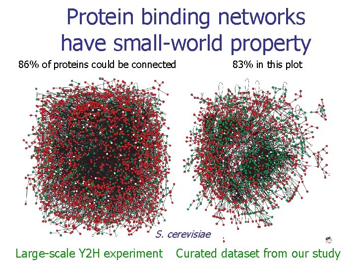 Protein binding networks have small-world property 86% of proteins could be connected 83% in