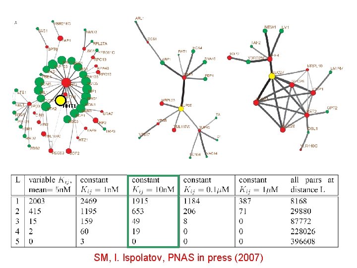 HHT 1 SM, I. Ispolatov, PNAS in press (2007) 