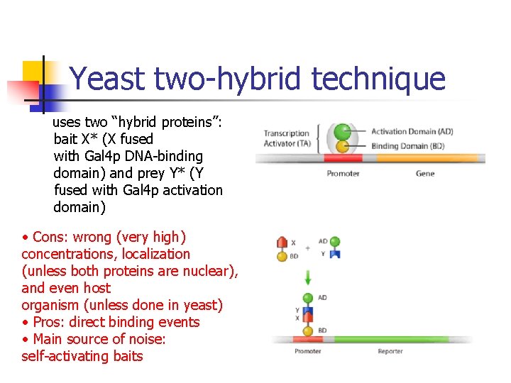 Yeast two-hybrid technique uses two “hybrid proteins”: bait X* (X fused with Gal 4