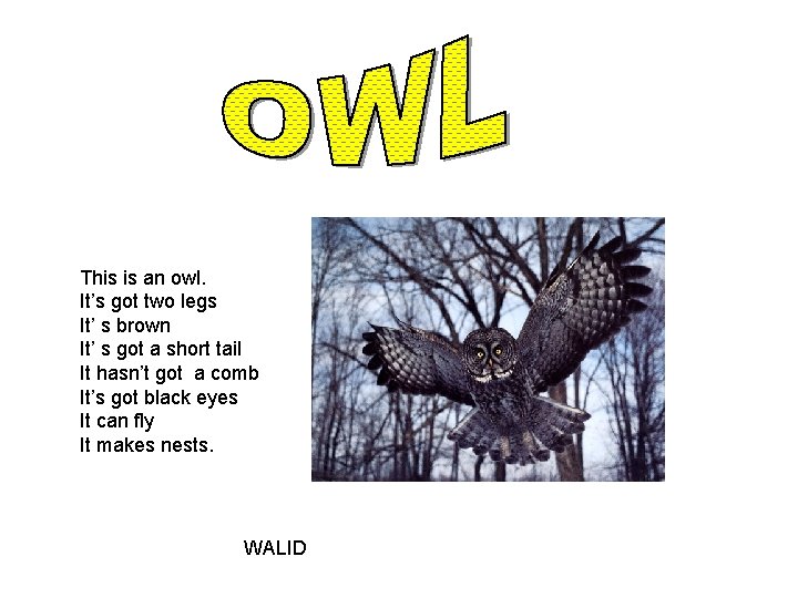 This is an owl. It’s got two legs It’ s brown It’ s got