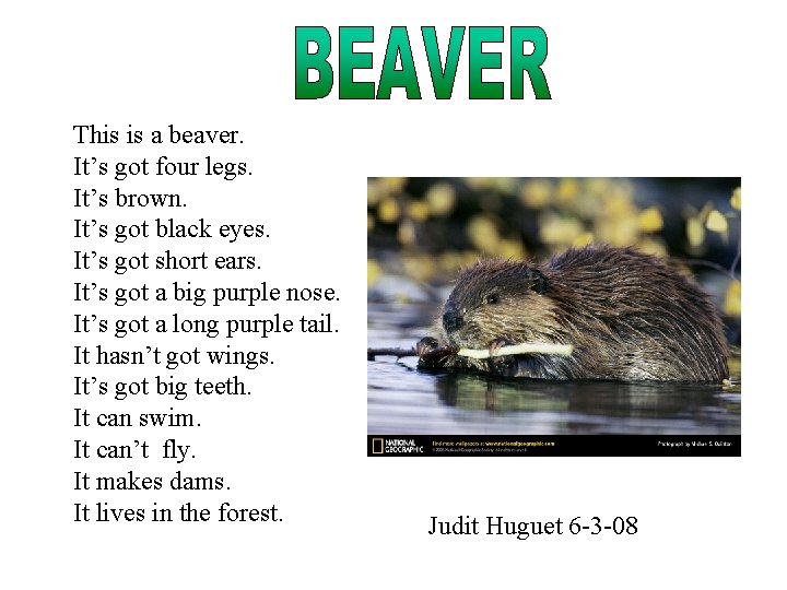 This is a beaver. It’s got four legs. It’s brown. It’s got black eyes.