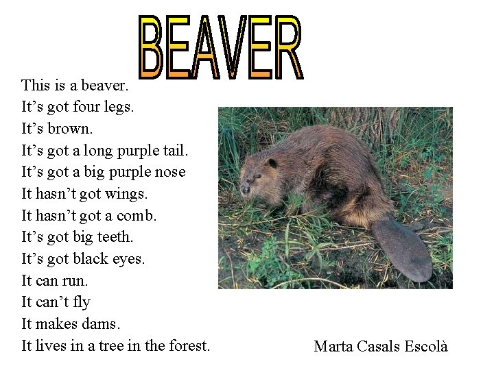 This is a beaver. It’s got four legs. It’s brown. It’s got a long