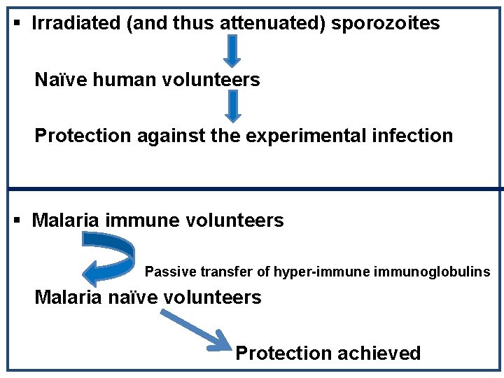 § Irradiated (and thus attenuated) sporozoites Naïve human volunteers Protection against the experimental infection