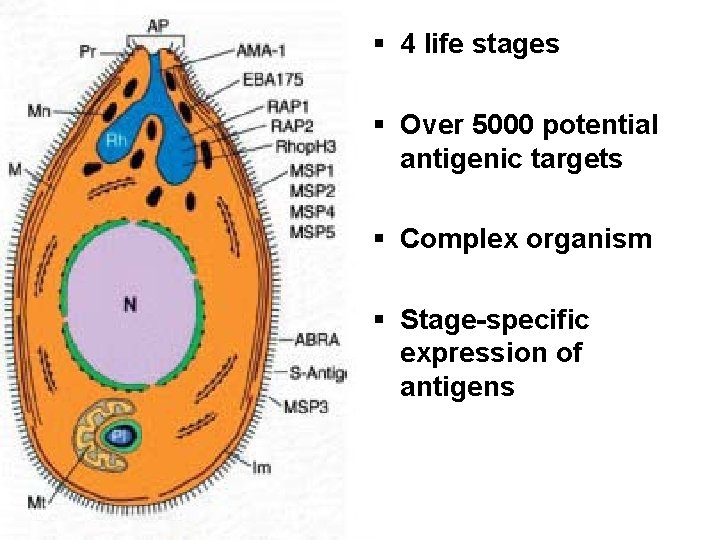 § 4 life stages § Over 5000 potential antigenic targets § Complex organism §