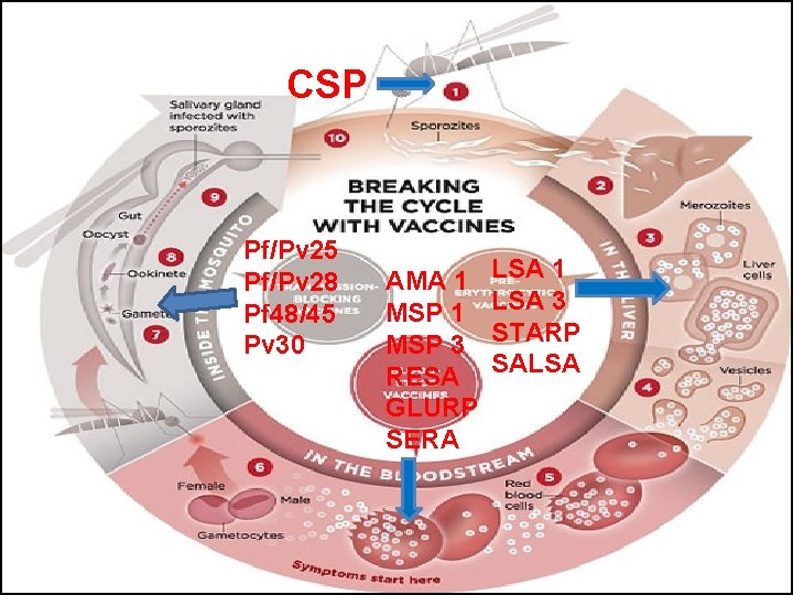 CSP Pf/Pv 25 Pf/Pv 28 Pf 48/45 Pv 30 AMA 1 MSP 3 RESA