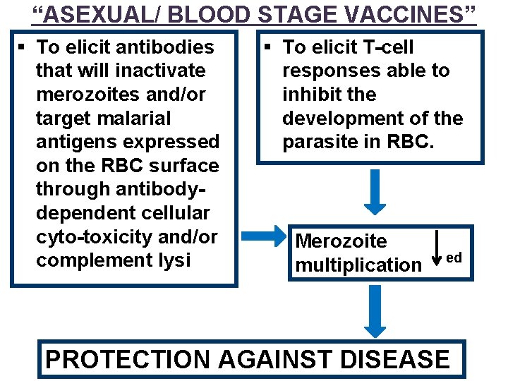 “ASEXUAL/ BLOOD STAGE VACCINES” § To elicit antibodies that will inactivate merozoites and/or target
