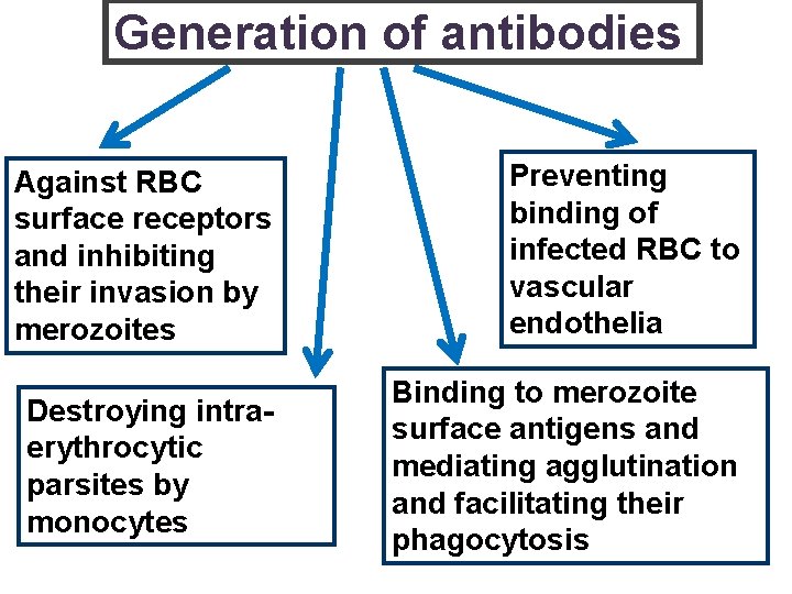 Generation of antibodies Against RBC surface receptors and inhibiting their invasion by merozoites Preventing