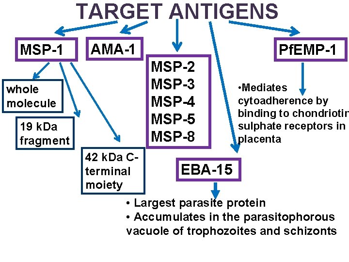 TARGET ANTIGENS MSP-1 AMA-1 Pf. EMP-1 MSP-2 MSP-3 MSP-4 MSP-5 MSP-8 whole molecule 19