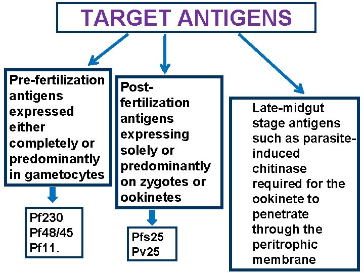 TARGET ANTIGENS Pre-fertilization antigens expressed either completely or predominantly in gametocytes Pf 230 Pf