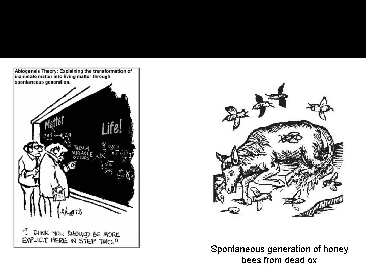 Spontaneous generation of honey bees from dead ox 