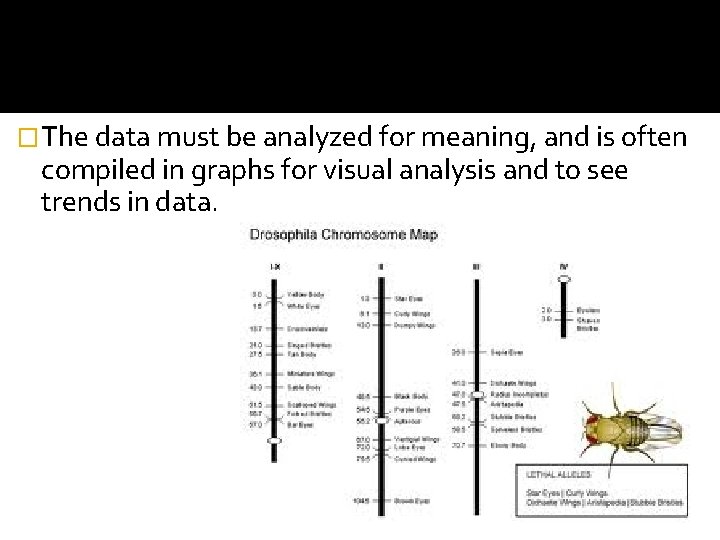 �The data must be analyzed for meaning, and is often compiled in graphs for