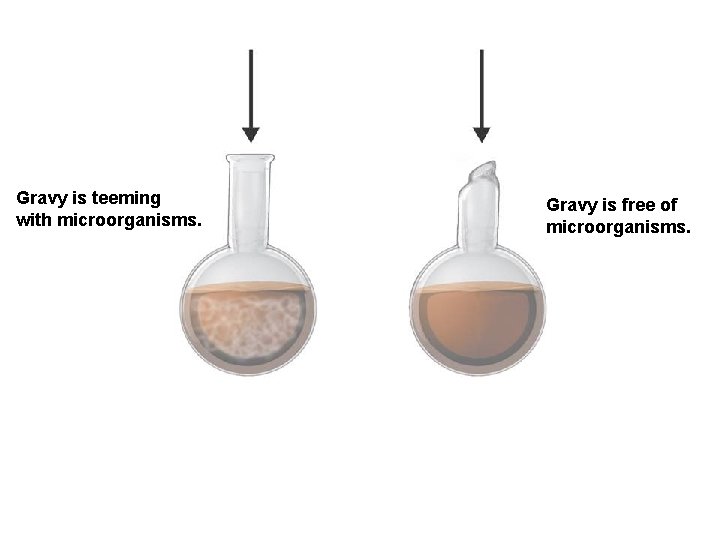 Gravy is teeming with microorganisms. Gravy is free of microorganisms. 