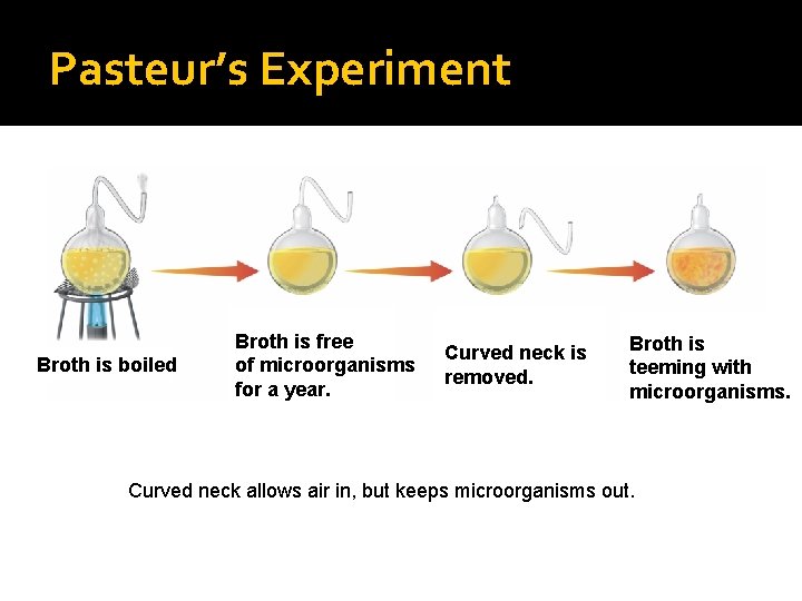 Pasteur’s Experiment Broth is boiled Broth is free of microorganisms for a year. Curved