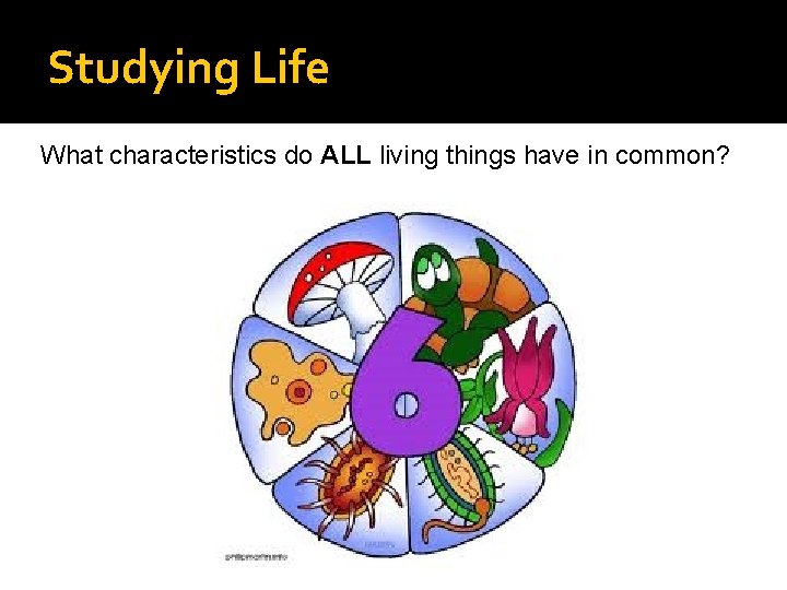 Studying Life What characteristics do ALL living things have in common? 